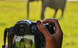 Which Safari Camera 2023?