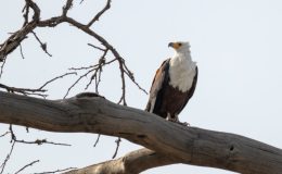 Fish Eagle