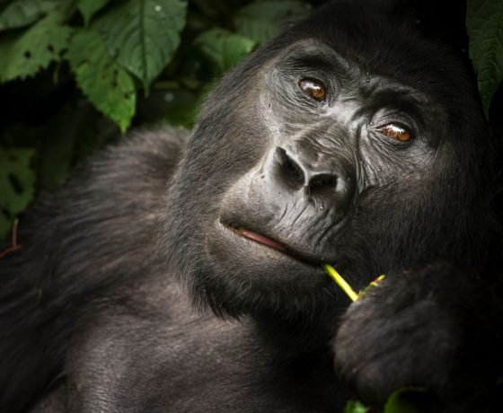 Trekking Gorillas in Uganda with Jo