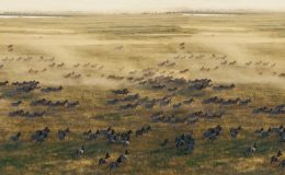 Africa’s Great Migrations