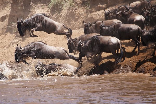 Alex Walker_Serengeti_Wildlife_Wildebeest_Crossing_11 600x400
