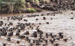 Africa’s Great Migrations