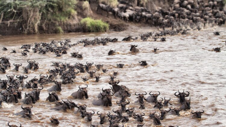 Africa’s Great Migrations