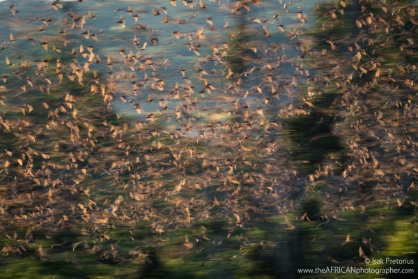 Bat Migration 2 - Isak Pretorius 600x400