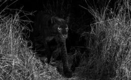 Safari after dark