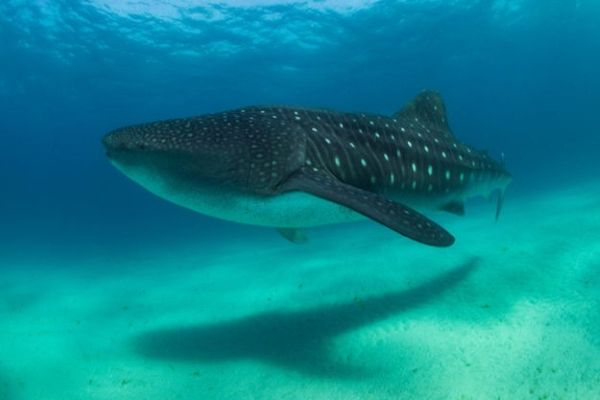 Whale shark - Pole Pole 600x400
