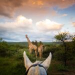 Horse riding safari with giraffe