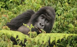 Gorilla trekking Rwanda