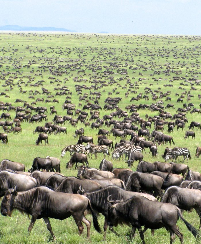 Wildebeest Migration