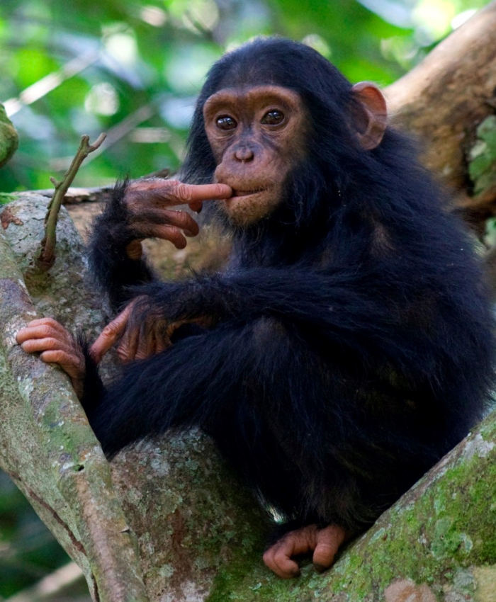 Uganda