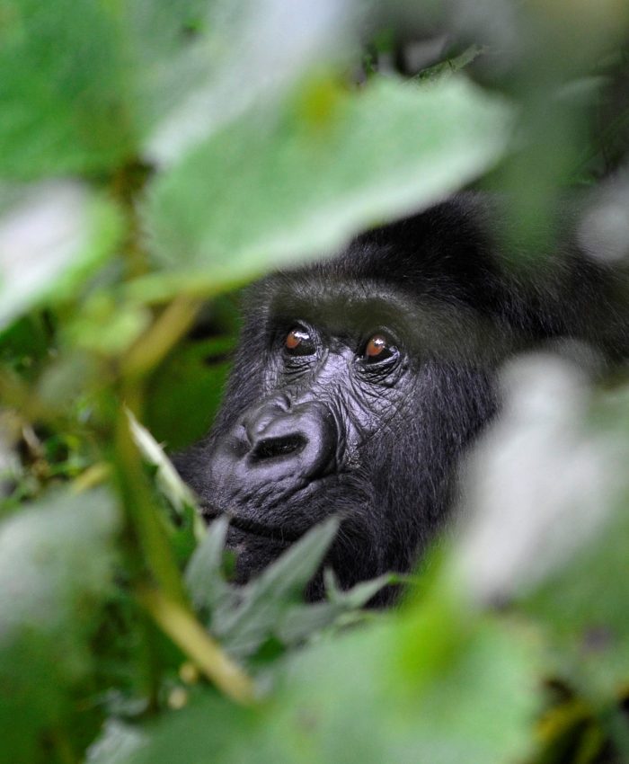 Rwanda gorilla