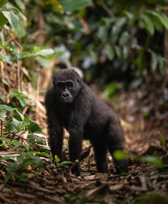 Western lowland gorilla mother and baby piggyback gorilla trekking, Congo Odzala Discovery Camps, Republic of Congo