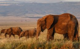 Africa’s national parks and conservancies