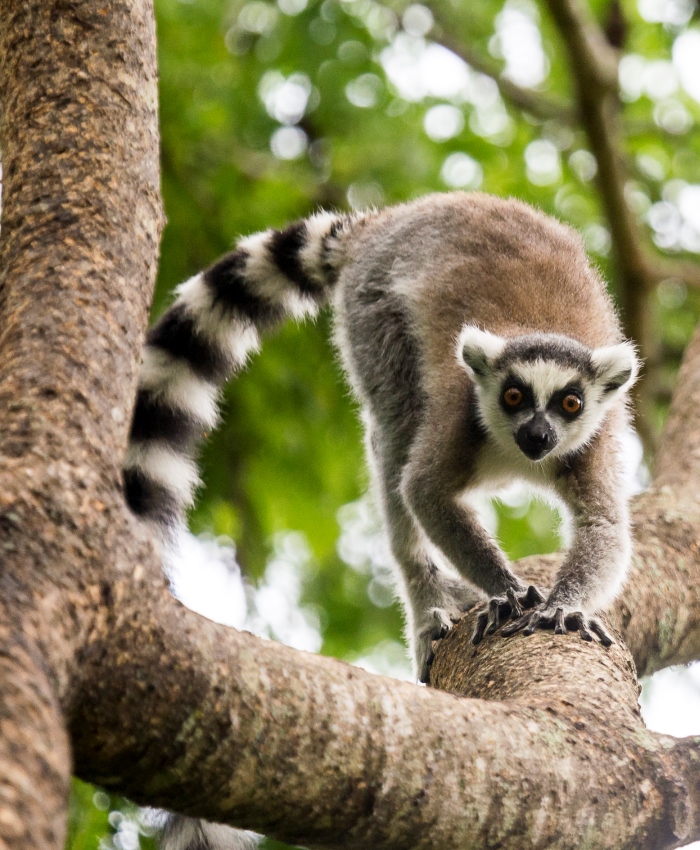 Madagascar lemur