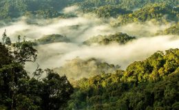 Top 5 things to do in Nyungwe National Park, Rwanda