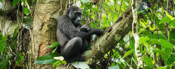 Western lowland gorilla mother and baby piggyback gorilla trekking, Congo Odzala Discovery Camps, Republic of Congo