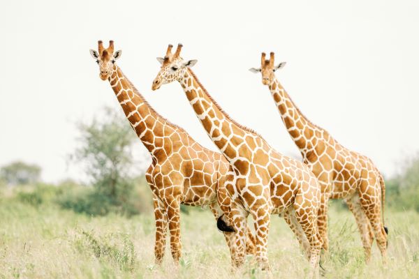 Elsa's Kopje reticulated giraffe