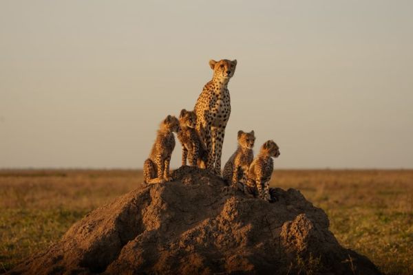 Cheetah family