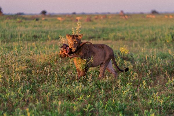 GreatPlains-DubaPlainsCamp-045 (1) 600x400