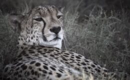 Walking with cheetahs