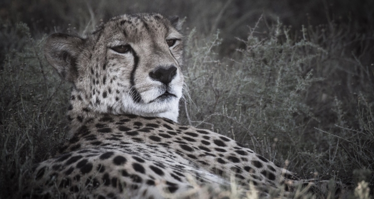 Walking with cheetahs