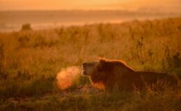 Best places to see Africa’s big cats