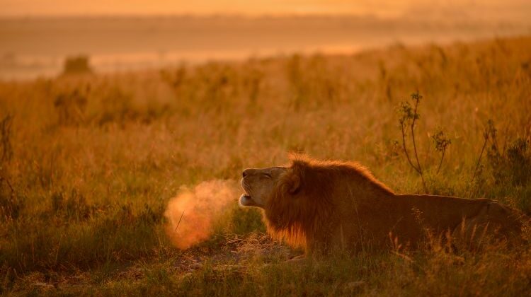 Best places to see Africa’s big cats
