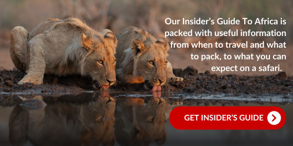 Lion Call To Action