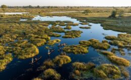 Exciting additions to your traditional safari