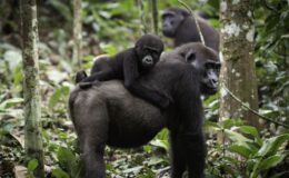 Gorilla Trekking: Rwanda vs Uganda – your ultimate guide