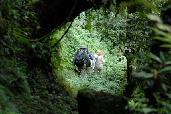 Gorilla tracking in Africa