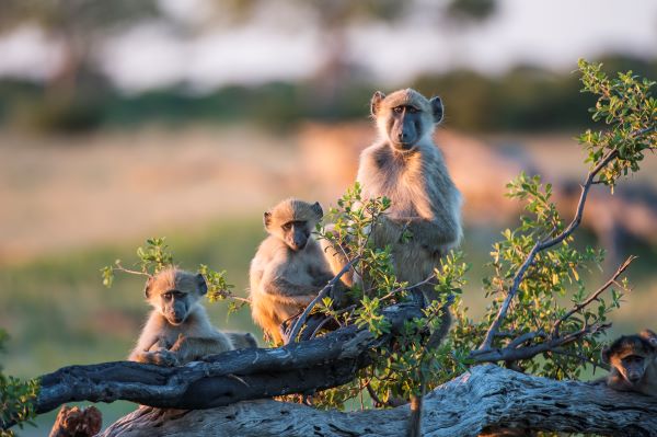 Primate safaris in Africa