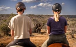 Riding on safari for beginners
