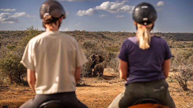 Riding on safari for beginners