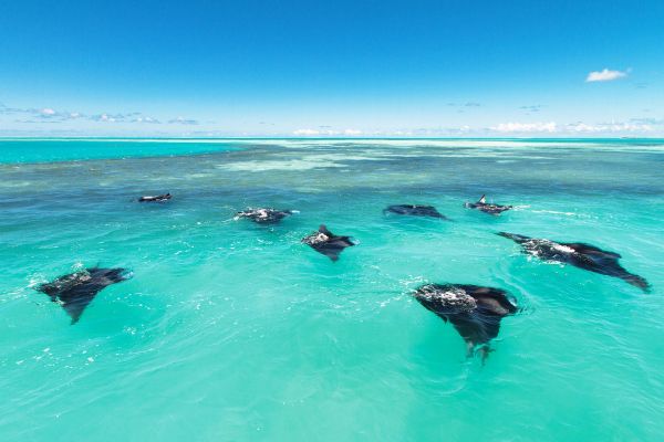 BLUE-SAFARI-SEYCHELLES-Alphonse-Island-manta-rays 600x400