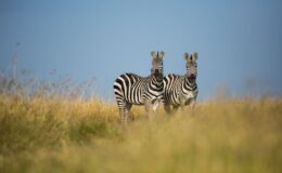 Sabbatical in Africa - lions on a wildlife drive on safari