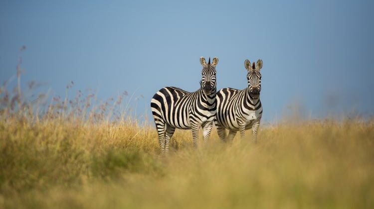 Short breaks Africa