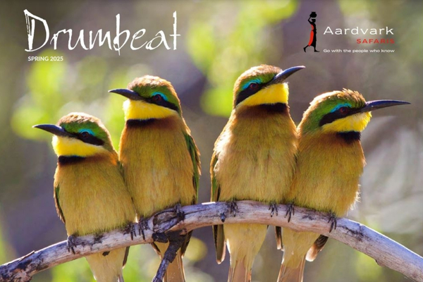 Aardvark Safaris Spring 2025 Drumbeat Newsletter