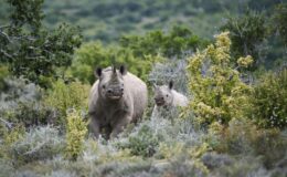 Swap Reindeer for Rhino this Christmas