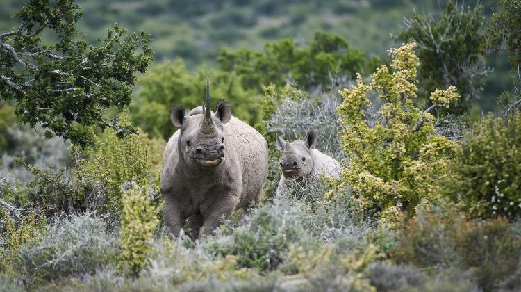 Swap Reindeer for Rhino this Christmas