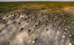 Our guide to the wildebeest migration