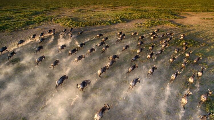 Our guide to the wildebeest migration