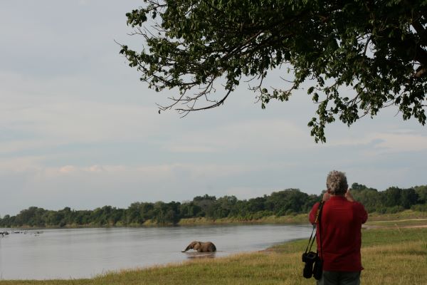 Francis watches a large elephant crossing the Luangwa river