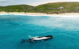 Whale watching in South Africa
