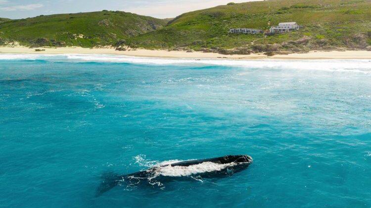 Whale watching in South Africa