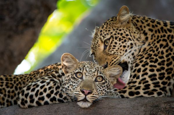 Leopards in South Luangwa national Park