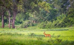 Seven reasons to visit Zambia in the green season