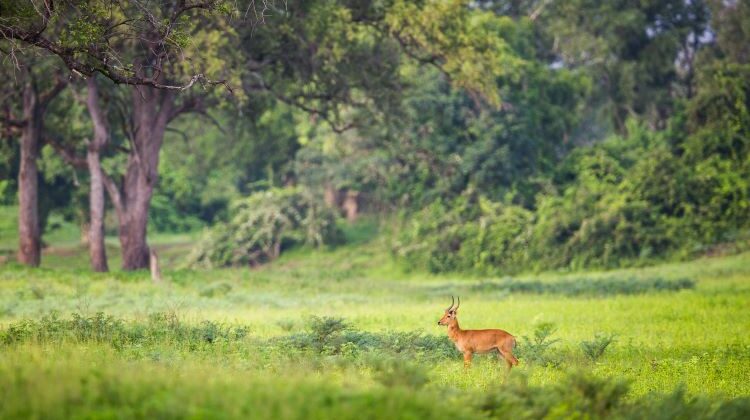 Seven reasons to visit Zambia in the green season