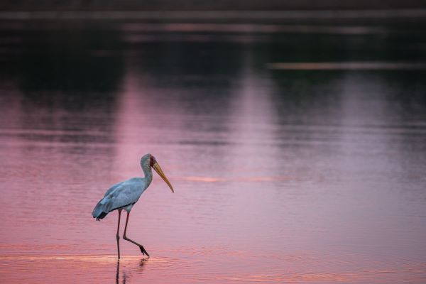 Wader in the Luangwa river 