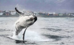 Whale watching in South Africa